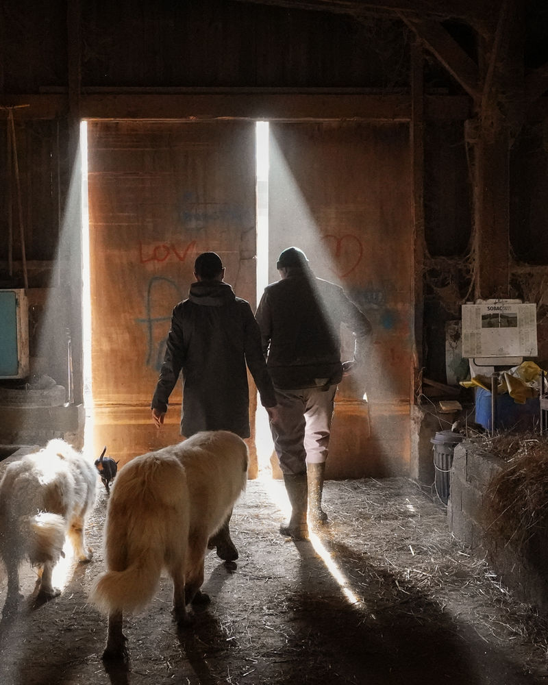 Tristan à la ferme de Mayrinhac