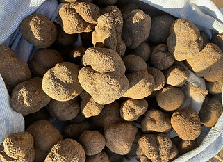 Truffe melano des Valayer